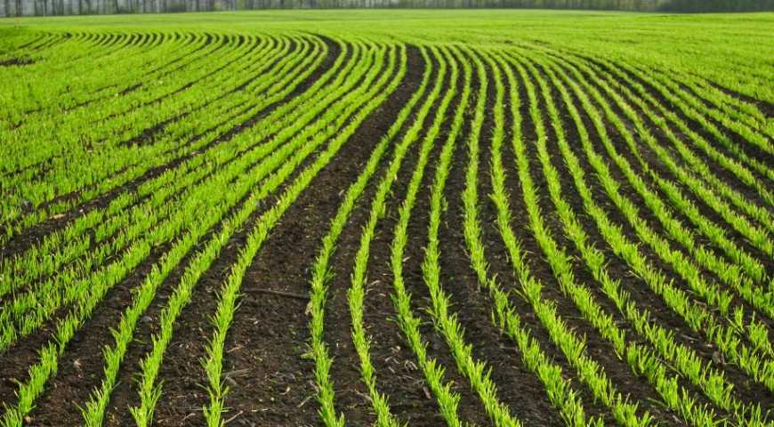 Аграрії Вінниччини доглядають посіви під урожай 2025 року