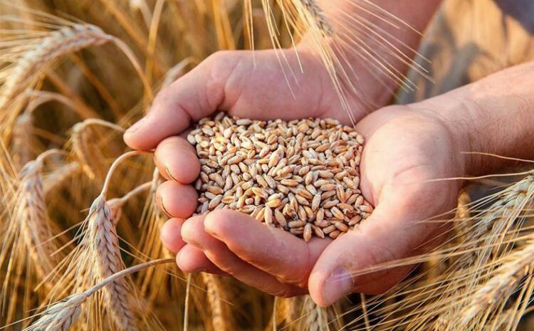 Аграріями області продовжується збирання сільськогосподарських культур урожаю 2025 року