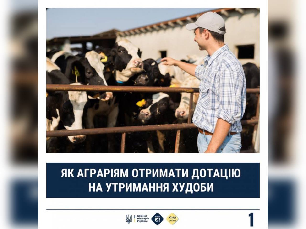 чоловік, який стоїть біля корів та напис "Як аграріям отримати дотацію на отримання худоби"