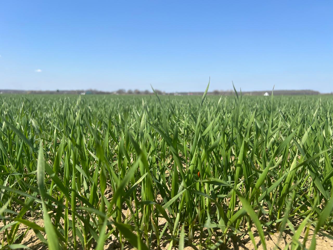 Поле на якому ростуть зелені паростки пшениці та голубе небо