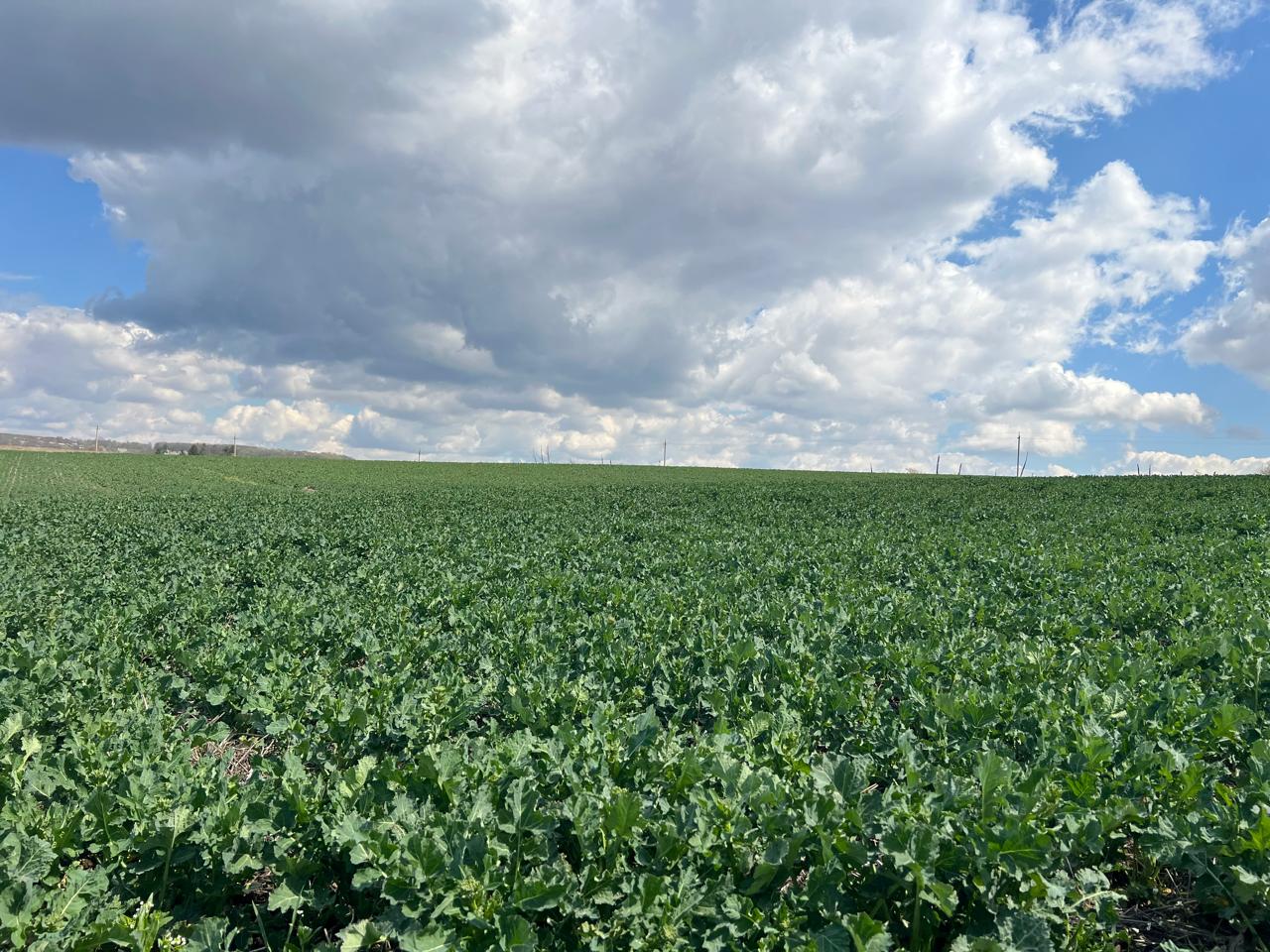 Поле з паростками ріпаку,  голубе небо з хмарами