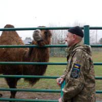 ветеран спостерігає за верблюдом