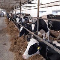 Ферма з коровами на прив'язному утримані, які їдять монокорм 