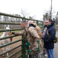 ветерани годують альпаку на території зоопарку