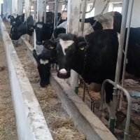 Корови чорно-рябої породи, стоять прив'язані в приміщенні ферми